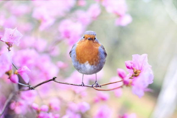 Rouge gorge au printemps